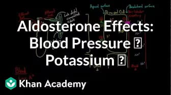 Renal system physiology | NCLEX-RN | Khan Academy